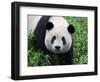 Giant Panda Bifengxia Giant Panda Breeding and Conservation Center, China-Eric Baccega-Framed Photographic Print