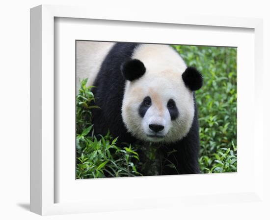 Giant Panda Bifengxia Giant Panda Breeding and Conservation Center, China-Eric Baccega-Framed Photographic Print