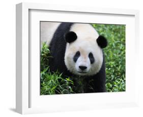 Giant Panda Bifengxia Giant Panda Breeding and Conservation Center, China-Eric Baccega-Framed Photographic Print