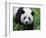 Giant Panda Bifengxia Giant Panda Breeding and Conservation Center, China-Eric Baccega-Framed Photographic Print