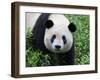 Giant Panda Bifengxia Giant Panda Breeding and Conservation Center, China-Eric Baccega-Framed Photographic Print