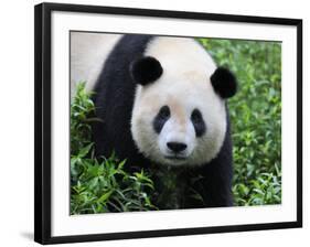 Giant Panda Bifengxia Giant Panda Breeding and Conservation Center, China-Eric Baccega-Framed Photographic Print