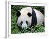 Giant Panda Bifengxia Giant Panda Breeding and Conservation Center, China-Eric Baccega-Framed Photographic Print