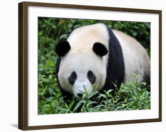 Giant Panda Bifengxia Giant Panda Breeding and Conservation Center, China-Eric Baccega-Framed Photographic Print