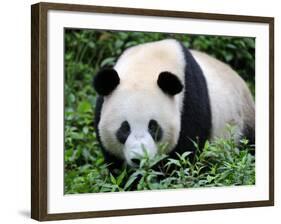 Giant Panda Bifengxia Giant Panda Breeding and Conservation Center, China-Eric Baccega-Framed Photographic Print