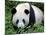 Giant Panda Bifengxia Giant Panda Breeding and Conservation Center, China-Eric Baccega-Mounted Photographic Print