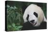 Giant Panda by Bamboo Plant-DLILLC-Stretched Canvas