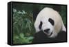 Giant Panda by Bamboo Plant-DLILLC-Framed Stretched Canvas