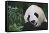 Giant Panda by Bamboo Plant-DLILLC-Framed Stretched Canvas