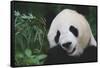 Giant Panda by Bamboo Plant-DLILLC-Framed Stretched Canvas