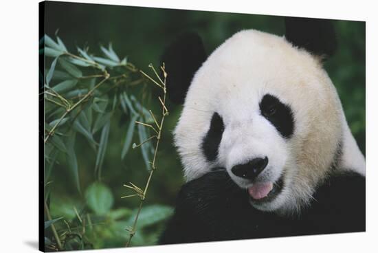Giant Panda by Bamboo Plant-DLILLC-Stretched Canvas