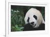 Giant Panda by Bamboo Plant-DLILLC-Framed Photographic Print