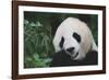 Giant Panda by Bamboo Plant-DLILLC-Framed Photographic Print