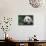Giant Panda by Bamboo Plant-DLILLC-Photographic Print displayed on a wall