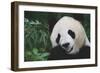 Giant Panda by Bamboo Plant-DLILLC-Framed Photographic Print