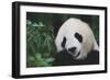 Giant Panda by Bamboo Plant-DLILLC-Framed Photographic Print