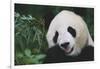 Giant Panda by Bamboo Plant-DLILLC-Framed Photographic Print