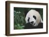 Giant Panda by Bamboo Plant-DLILLC-Framed Photographic Print