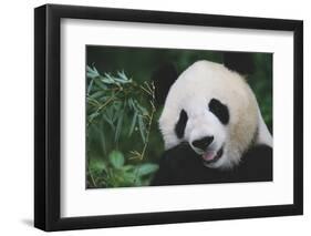 Giant Panda by Bamboo Plant-DLILLC-Framed Photographic Print