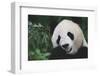 Giant Panda by Bamboo Plant-DLILLC-Framed Photographic Print