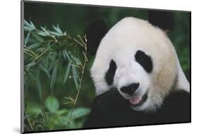 Giant Panda by Bamboo Plant-DLILLC-Mounted Photographic Print