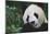 Giant Panda by Bamboo Plant-DLILLC-Mounted Photographic Print