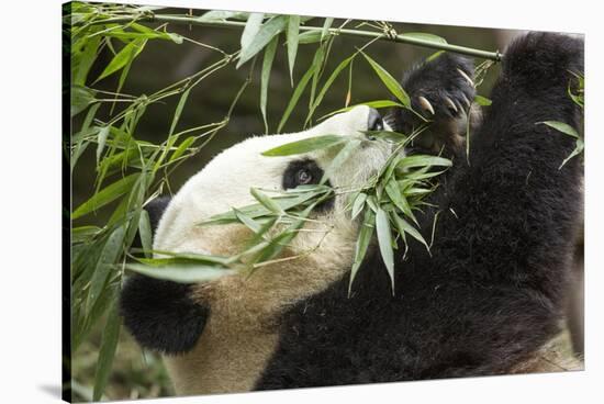 Giant Panda, Chengdu, China-Paul Souders-Stretched Canvas