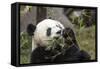 Giant Panda, Chengdu, China-Paul Souders-Framed Stretched Canvas