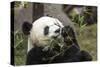 Giant Panda, Chengdu, China-Paul Souders-Stretched Canvas