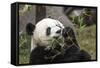 Giant Panda, Chengdu, China-Paul Souders-Framed Stretched Canvas