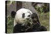 Giant Panda, Chengdu, China-Paul Souders-Stretched Canvas