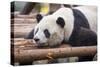 Giant Panda, Chengdu, China-Paul Souders-Stretched Canvas