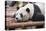 Giant Panda, Chengdu, China-Paul Souders-Stretched Canvas