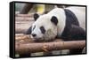 Giant Panda, Chengdu, China-Paul Souders-Framed Stretched Canvas