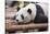 Giant Panda, Chengdu, China-Paul Souders-Stretched Canvas