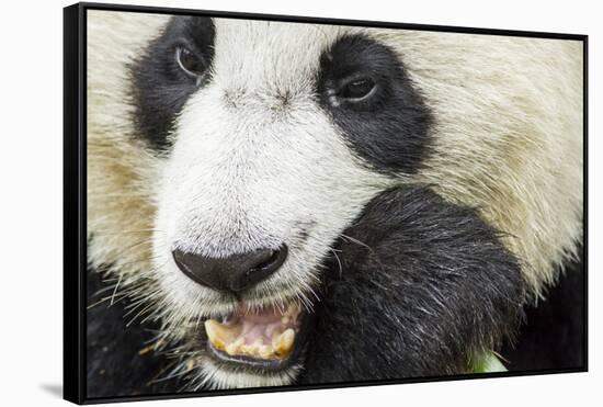 Giant Panda, Chengdu, China-Paul Souders-Framed Stretched Canvas