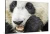 Giant Panda, Chengdu, China-Paul Souders-Stretched Canvas