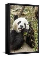 Giant Panda, Chengdu, China-Paul Souders-Framed Stretched Canvas