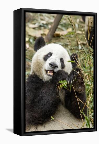 Giant Panda, Chengdu, China-Paul Souders-Framed Stretched Canvas