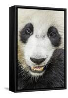 Giant Panda, Chengdu, China-Paul Souders-Framed Stretched Canvas