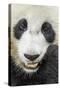 Giant Panda, Chengdu, China-Paul Souders-Stretched Canvas