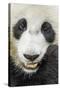 Giant Panda, Chengdu, China-Paul Souders-Stretched Canvas