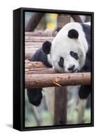 Giant Panda, Chengdu, China-Paul Souders-Framed Stretched Canvas