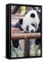 Giant Panda, Chengdu, China-Paul Souders-Framed Stretched Canvas