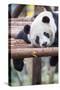 Giant Panda, Chengdu, China-Paul Souders-Stretched Canvas
