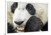 Giant Panda, Chengdu, China-Paul Souders-Framed Photographic Print