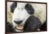 Giant Panda, Chengdu, China-Paul Souders-Framed Photographic Print