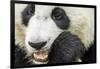 Giant Panda, Chengdu, China-Paul Souders-Framed Photographic Print