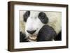 Giant Panda, Chengdu, China-Paul Souders-Framed Photographic Print