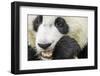 Giant Panda, Chengdu, China-Paul Souders-Framed Photographic Print